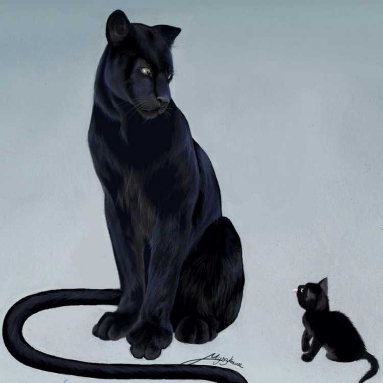 Черный кот и черная пантера