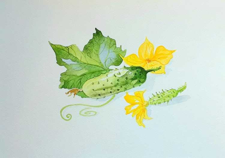 Огурец гуашью