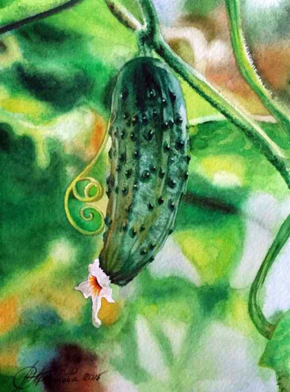 Огурец акварелью