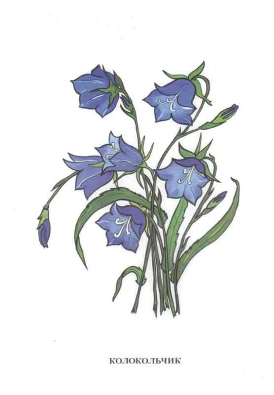 Колокольчик цветок раскраска для детей