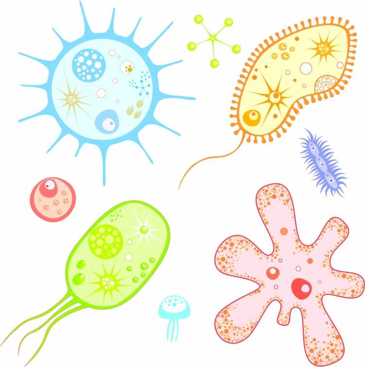 Сердце человека карандашом