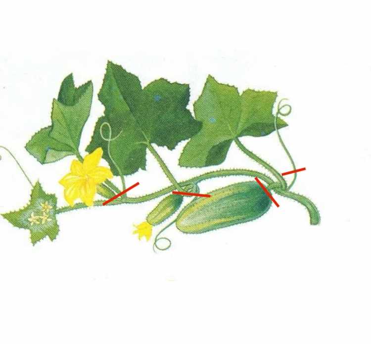 Стебель корень огурца