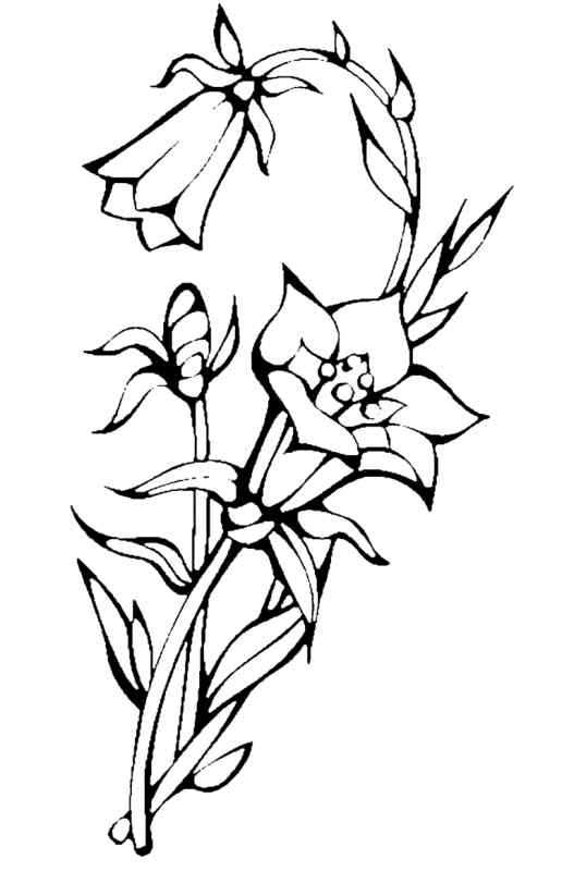 Раскраска колокольчик цветок