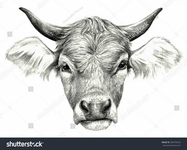 Морда коровы карандашом