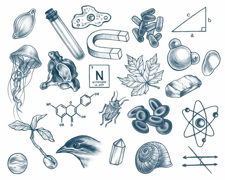 Биология рисунки