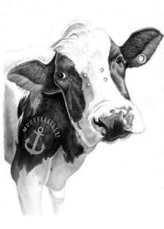 Зарисовки коров