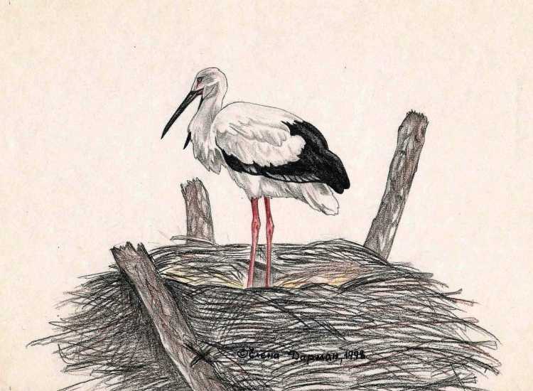 Аист цветными карандашами
