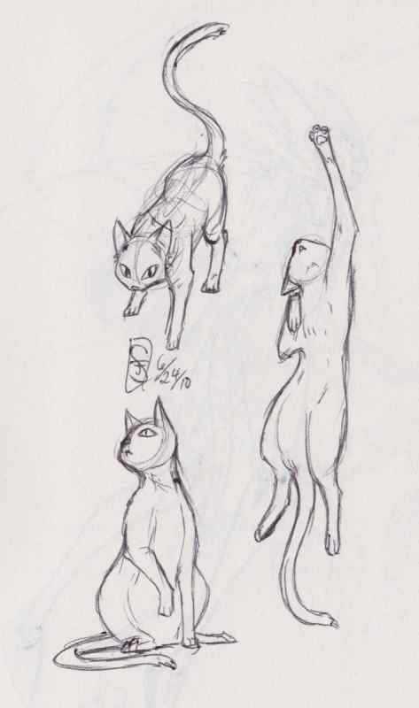 Позы котов для рисования