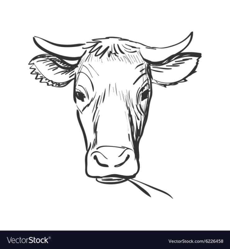 Морда коровы карандашом