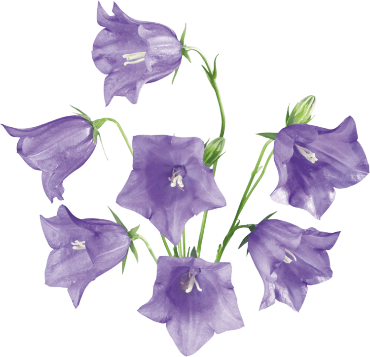 Цветы мультяшные