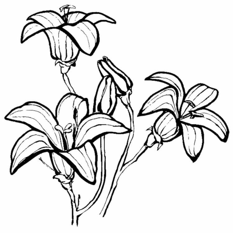 Сказочные цветы