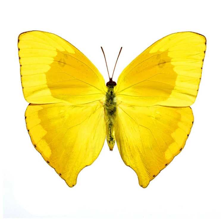 Бабочка желтого цвета