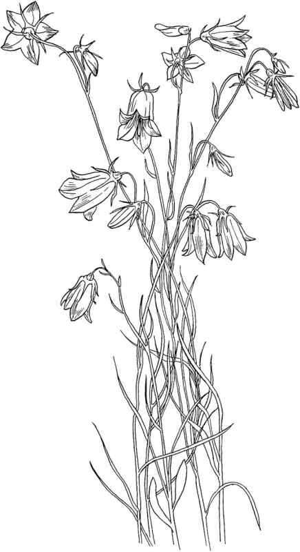 Стилизованный колокольчик