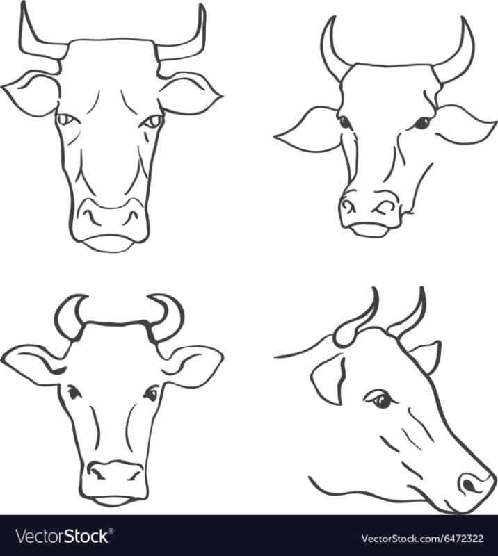 Лицо коровы карандашом