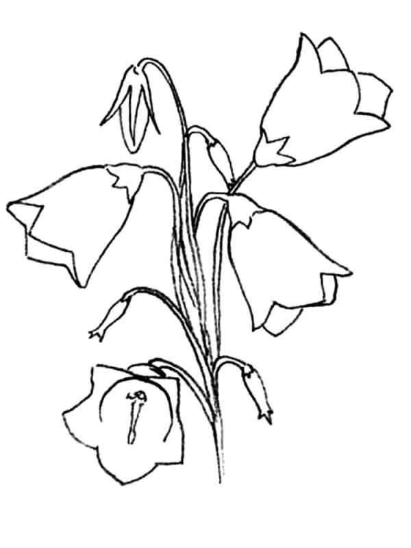 Колокольчик Луговой гербарий