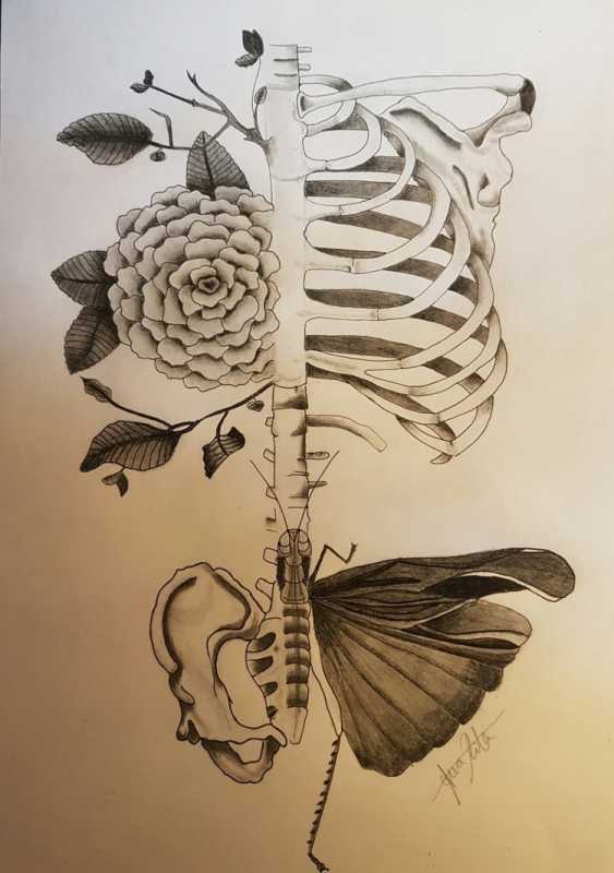 Биологические иллюстрации