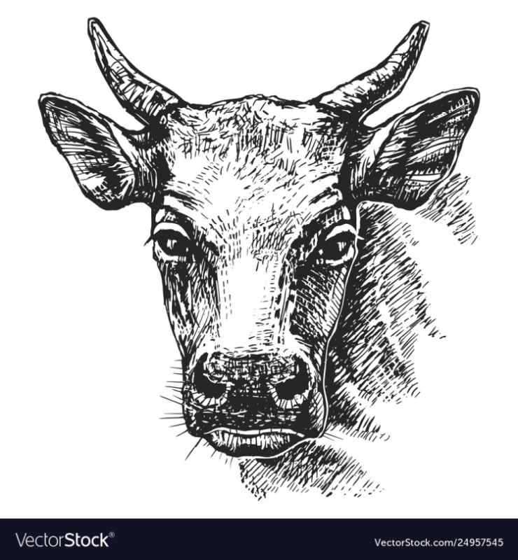 Голова коровы эскиз