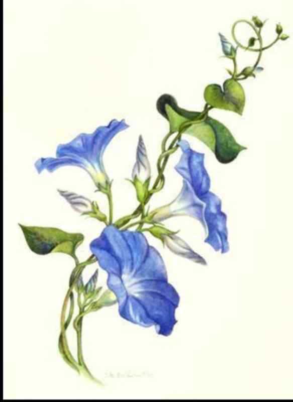 Голубые колокольчики на белом фоне