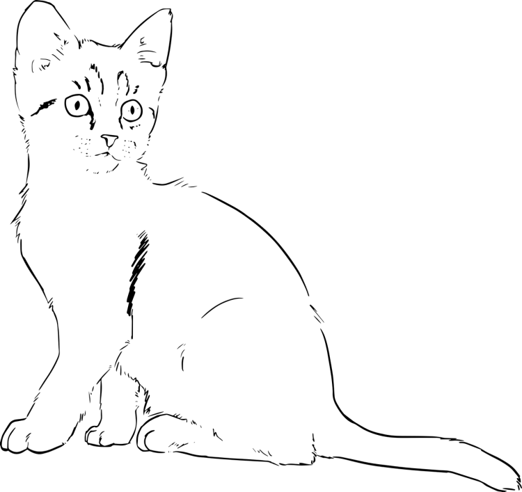 Кошка рисунок
