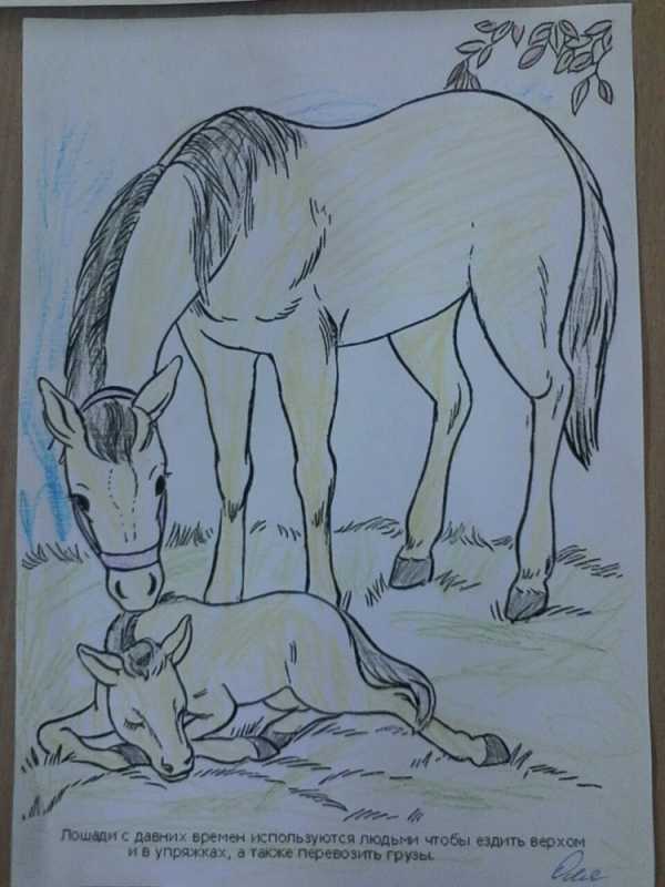 Всемирный день защиты животных раскраски