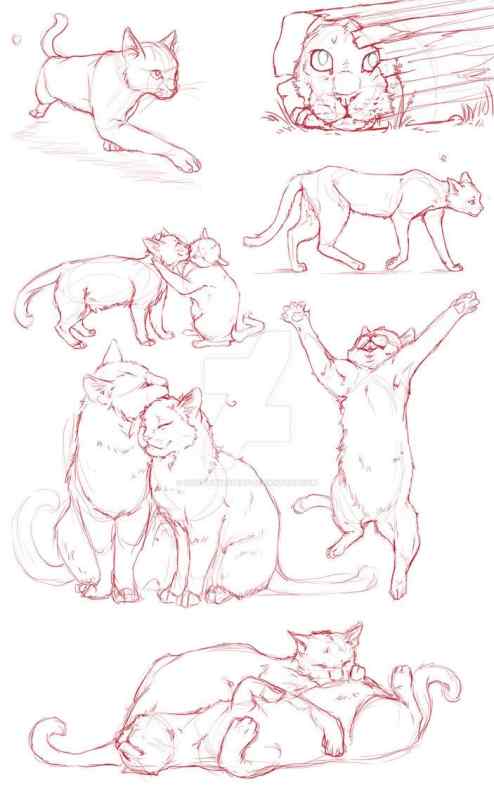 Кошка туториал анатомия