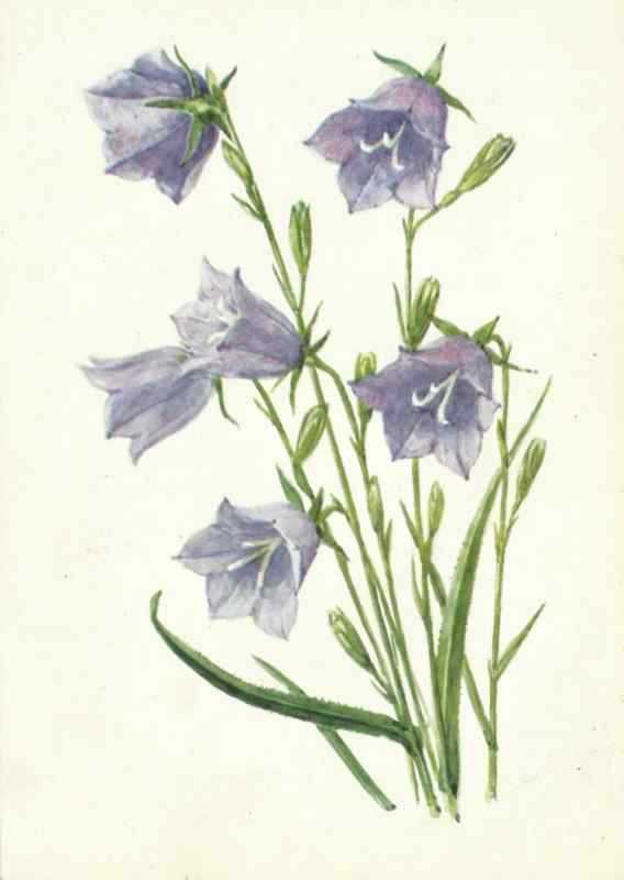 ДС колокольчик Пурпе