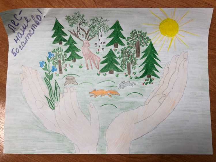 Плакат лес наше богатство