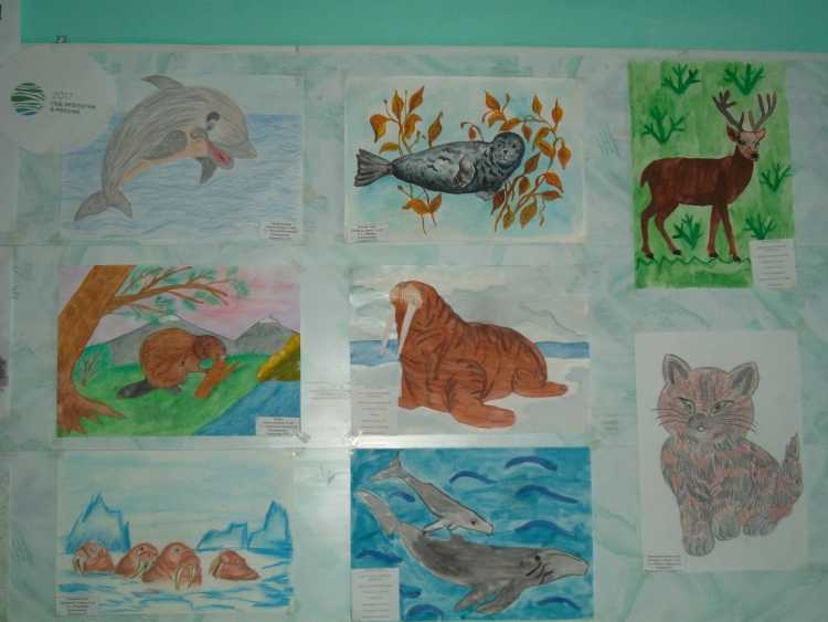 Рисунки на конкурс по красной книге