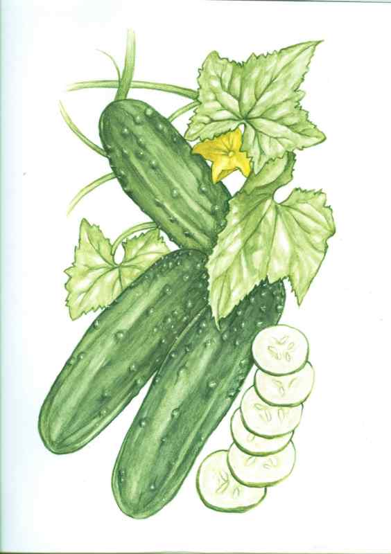 Огурец для дошкольников