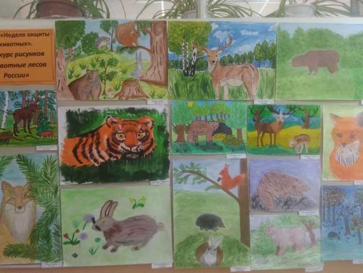 Неделя защиты животных