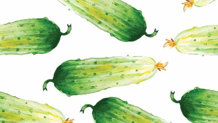 Огурец гуашью
