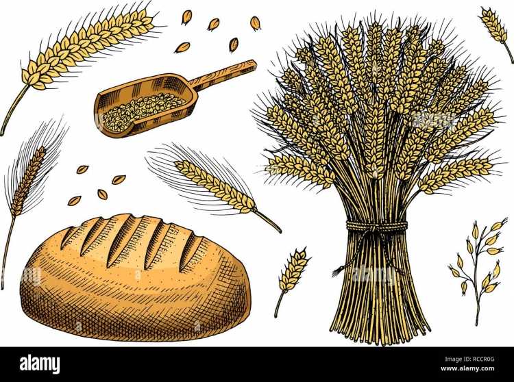 Колоски хлеба рисунок