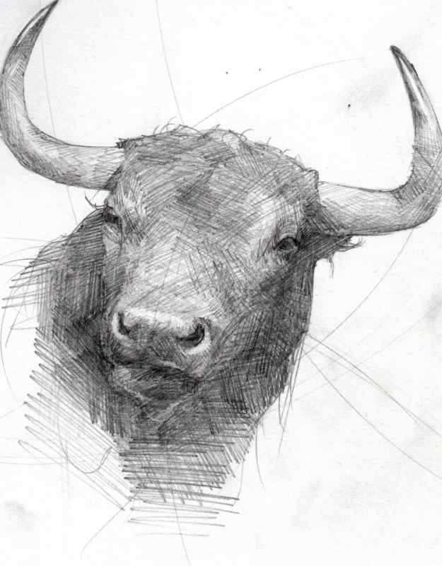 Голова быка