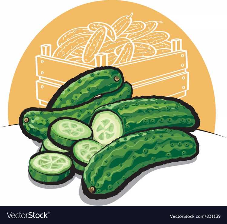 Огурец свежий вектор