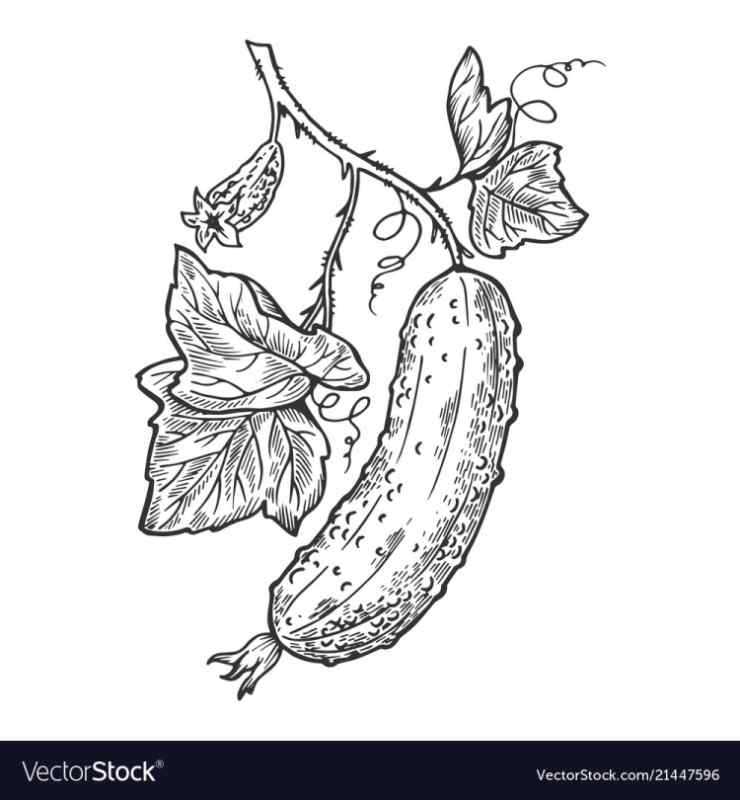 Огурец Графика