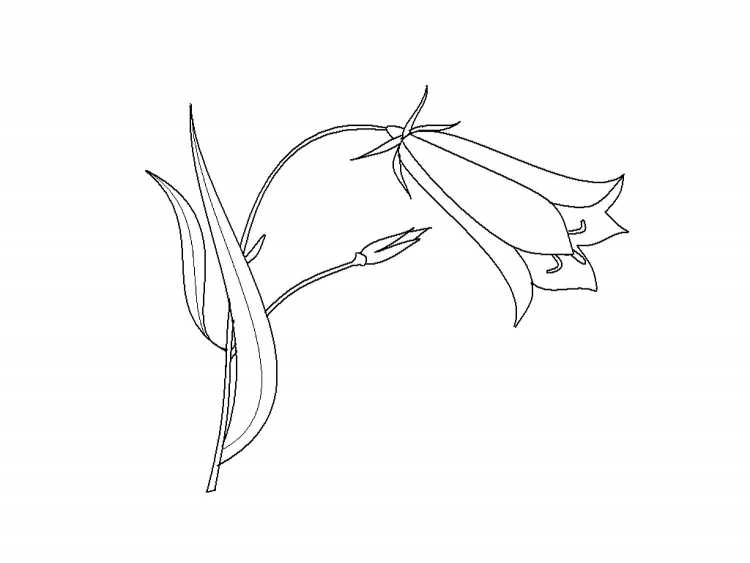 Колокольчик цветок для детей