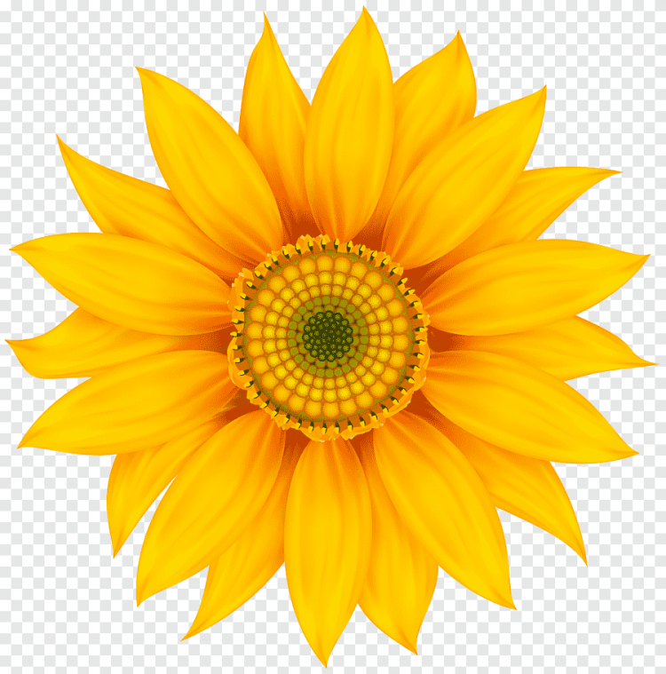 Желтые цветочки для детей