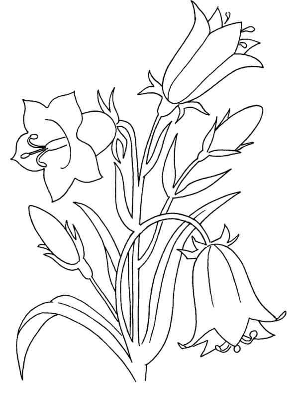 Колокольчик набросок