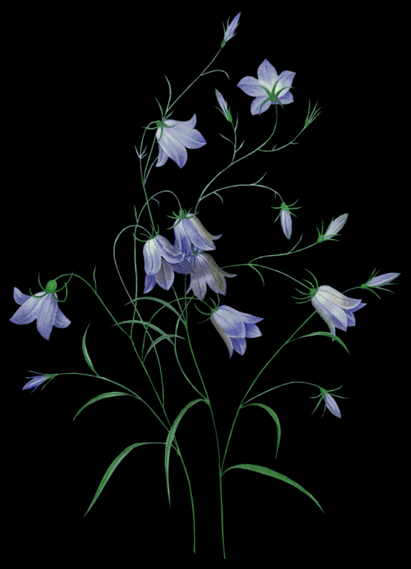 Колокольчики цветными карандашами