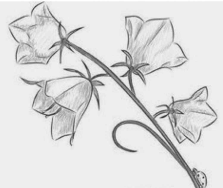 Ботаника колокольчик персиколистный