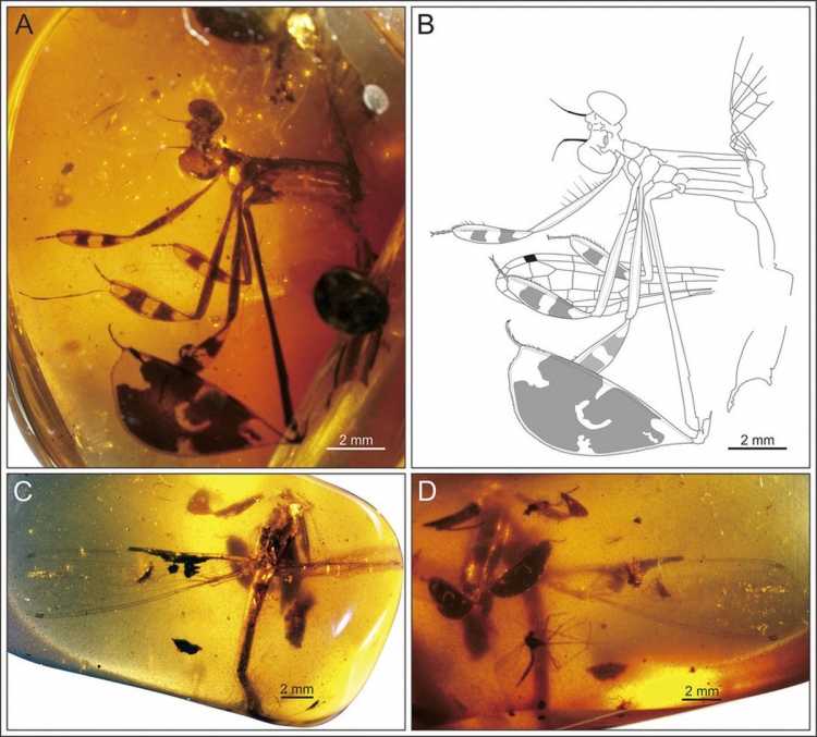 Орел на янтаре