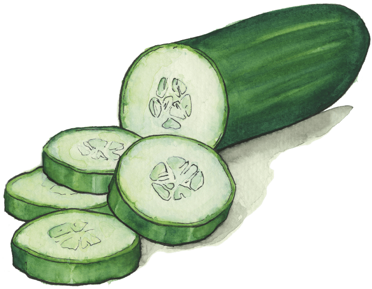 Огурец для срисовки
