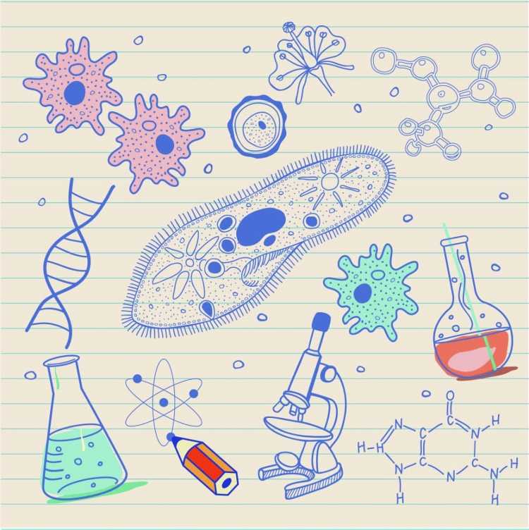 Украсить тетрадь по биологии