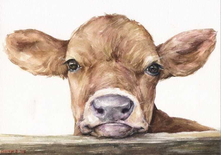 Корова цветными карандашами