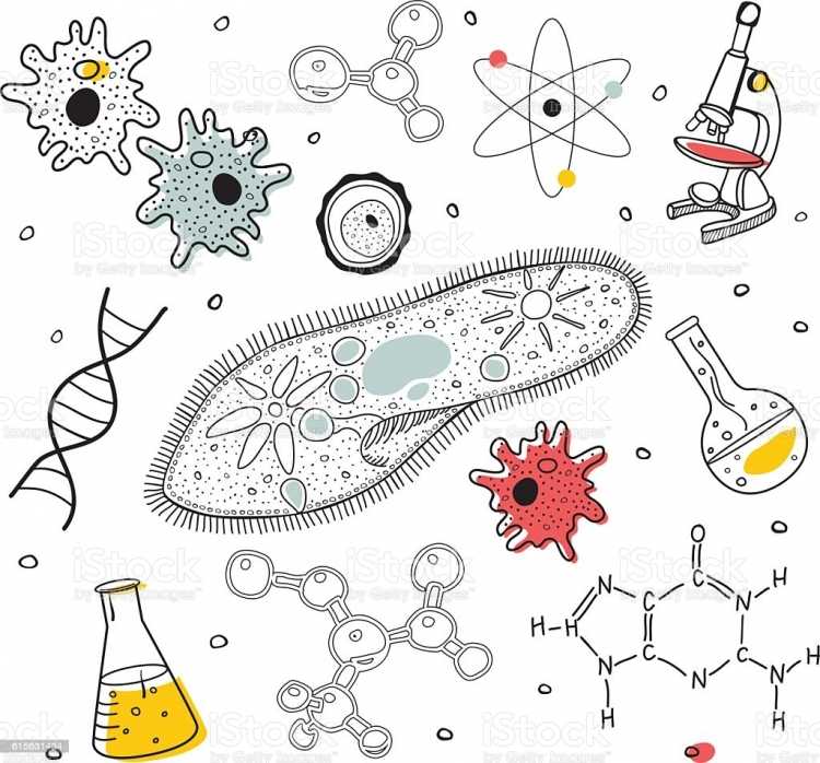 Рисование по биологии