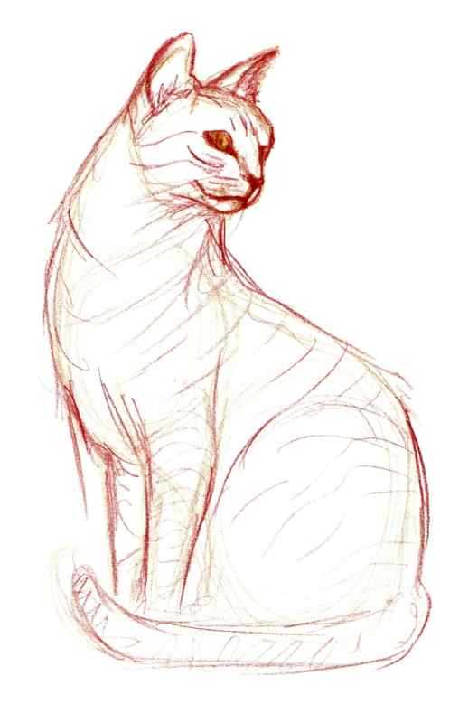 Зарисовки кошек