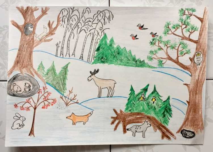 Конкурс рисунков лес