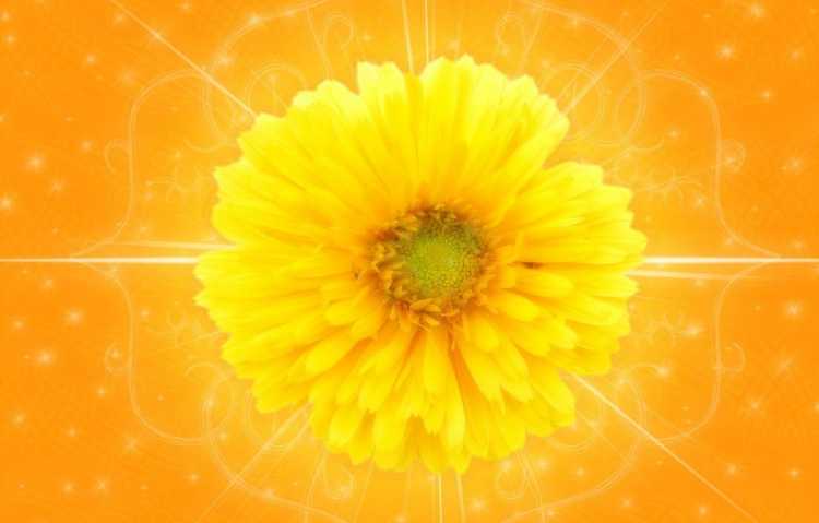 Оранжевые цветы на голубом фоне