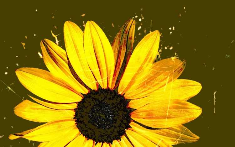 Желтые рисунки