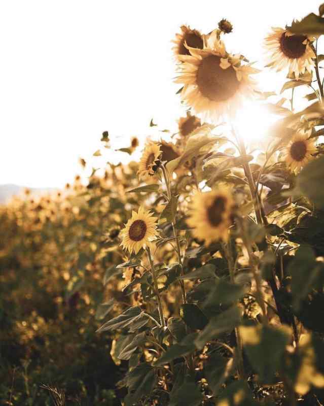 Лето раскраска для детей простые